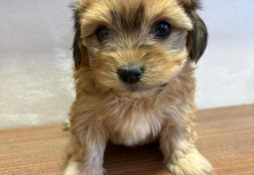 Havanese Bichon puppies