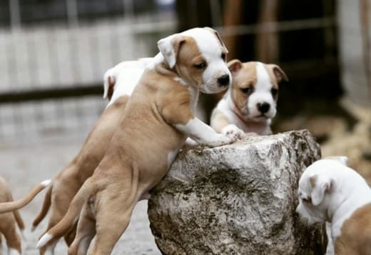 American Staffordshire Terrier puppies