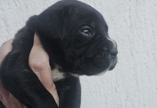 Cane Corso – Puppies for Sale