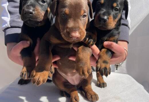 Doberman puppies