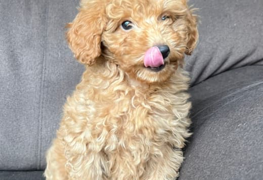Toy Poodle Puppy for Sale