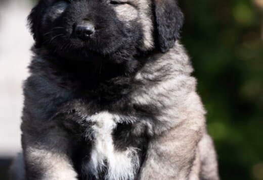 Caucasian Shepherd – Puppies