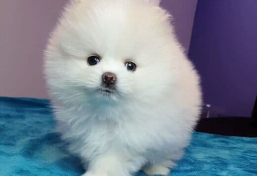 Beautiful mini t-cup Pomeranian puppies for sale.