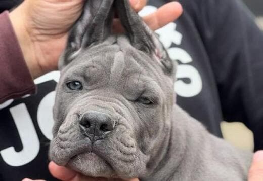 Cane Corso puppies
