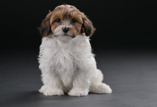 Havanese Bichon puppies