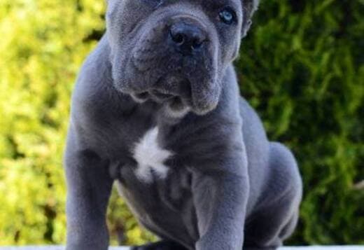 Cane Corso, female and male