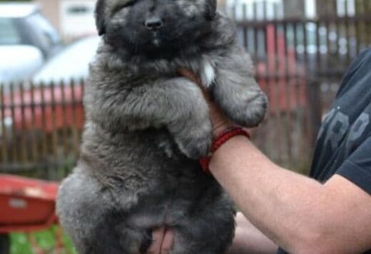 Caucasian shepherd puppies