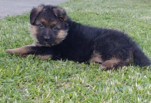 German Shepherd Beautiful Puppies
