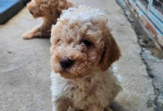 Lagotto Romagnolo puppies
