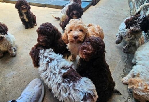 Lagotto Romagnolo puppies