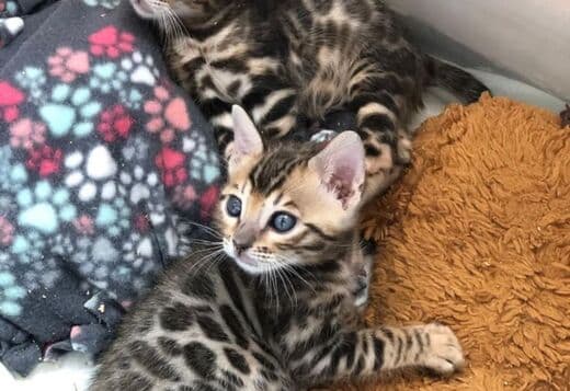 adorable Bengal kittens