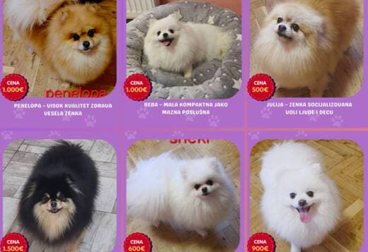 Pomeranian Kennel for Sale
