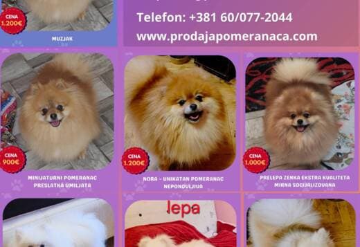 Pomeranian Kennel for Sale