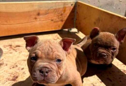 American bully exotic-micro puppies
