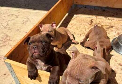 American bully exotic-micro puppies