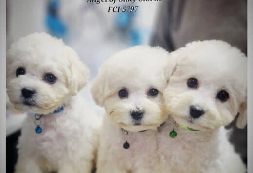 Bichon Frise Beautiful Puppies