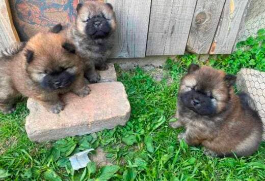Chow Chow puppies