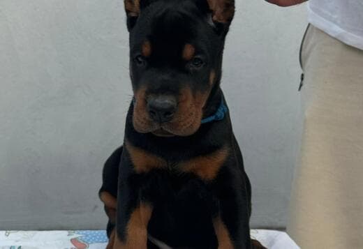 Doberman – Puppies for Sale