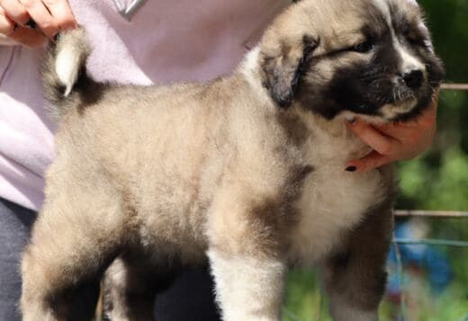 Caucasian Shepherd Dog – Beautiful Female Puppies
