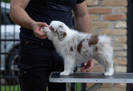 Border Collie puppies