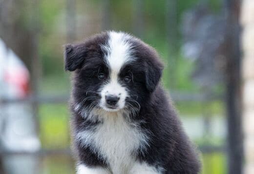 Border Collie puppies