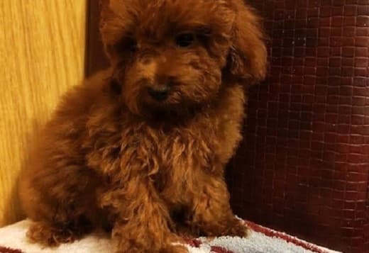 Red toy poodle, beautiful puppies