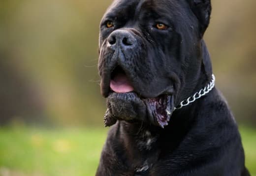 Cane Corso – Male for Sale