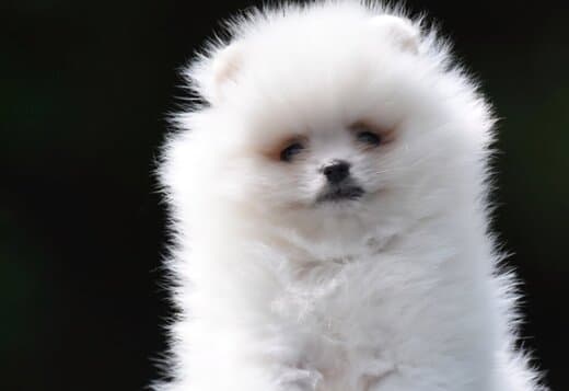 Pomeranian Boo – Beautiful Puppies