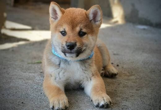 Shiba Inu – Beautiful Puppies