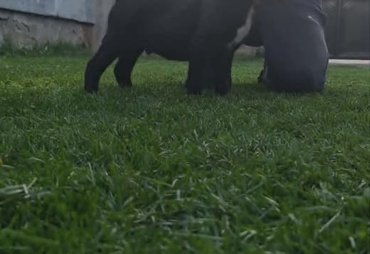 Cane Corso beautiful puppies