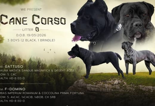 Cane Corso beautiful puppies