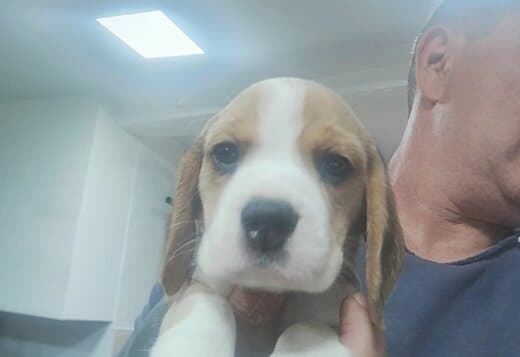 Beagle Beautiful Puppies