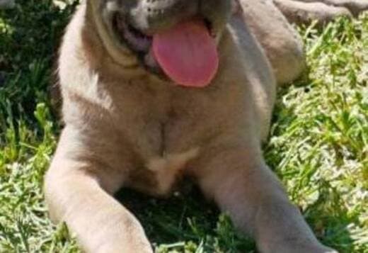 Cane Corso puppies