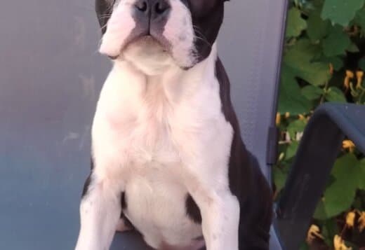 Boston Terrier – Puppies