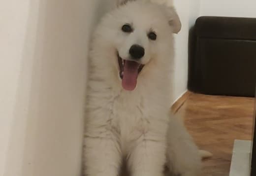 White Swiss Shepherd – Puppies