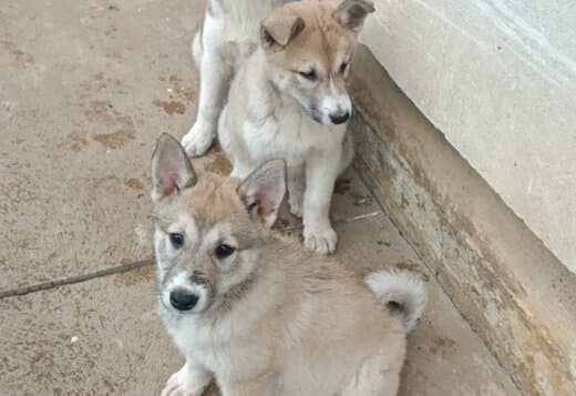 West Siberian Laika puppies