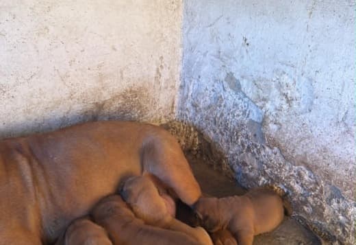 Dogue de Bordeaux Puppies