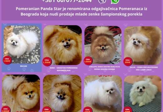 Pomeranian Kennel Selling Young Female Dogs