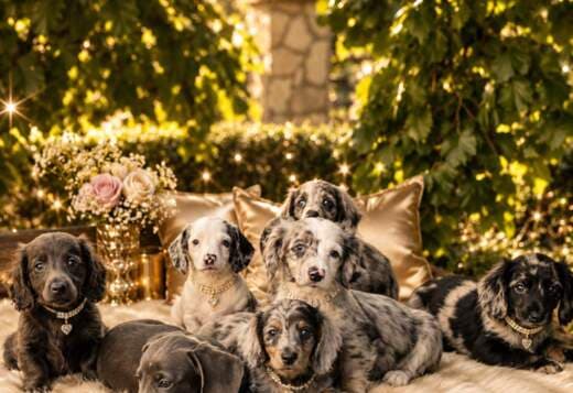 Long-haired Dachshund Puppies for Sale