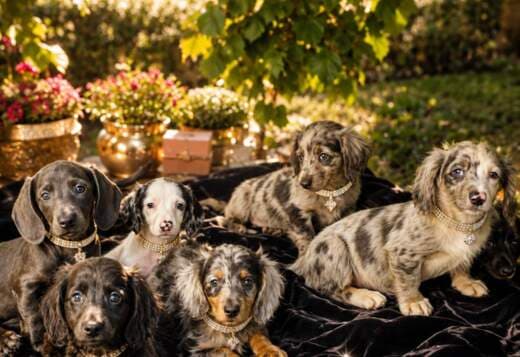 Long-haired Dachshund Puppies for Sale