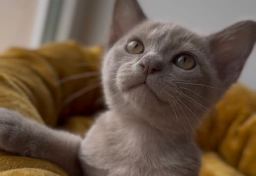 European Burmese kitten of the lilac colour