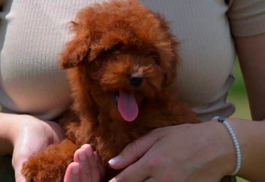 Toy poodle, female puppy