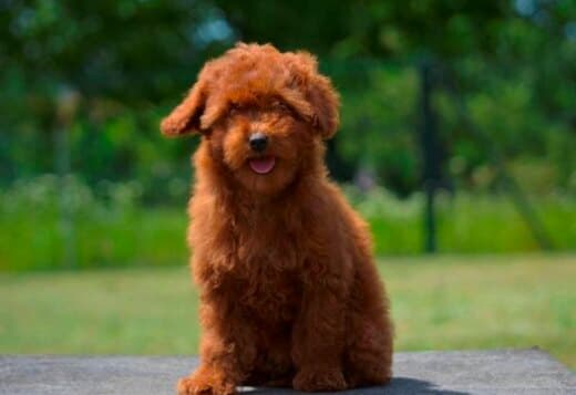 Toy poodle, female puppy