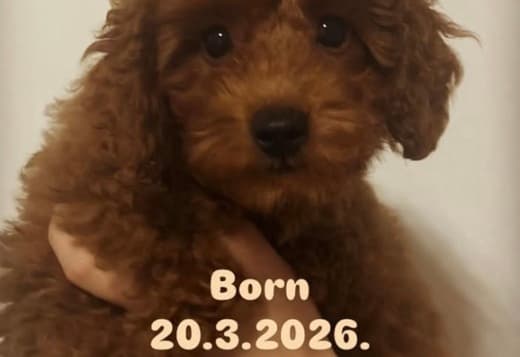 Red TOY POODLES, top litter of champion origin