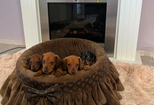 Dwarf Shorthair Dachshunds