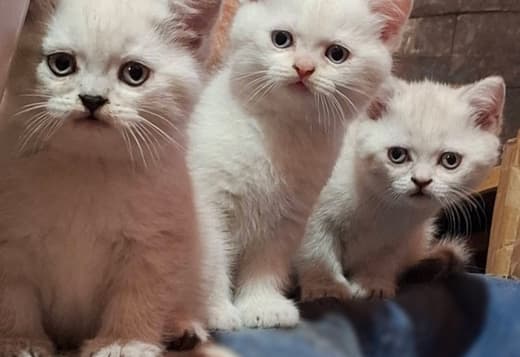 British Shorthair Kittens for Sale