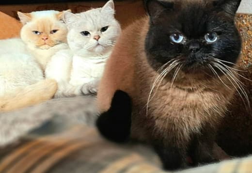 British Shorthair Kittens for Sale