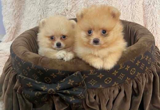Top quality pomeranians
