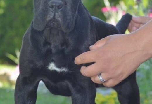 Cane Corso, top quality puppies