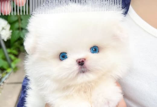 Beautiful Pomeranian puppy
